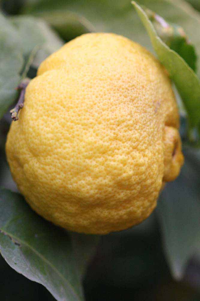            Fruit (Florida, Riverside, CA)   